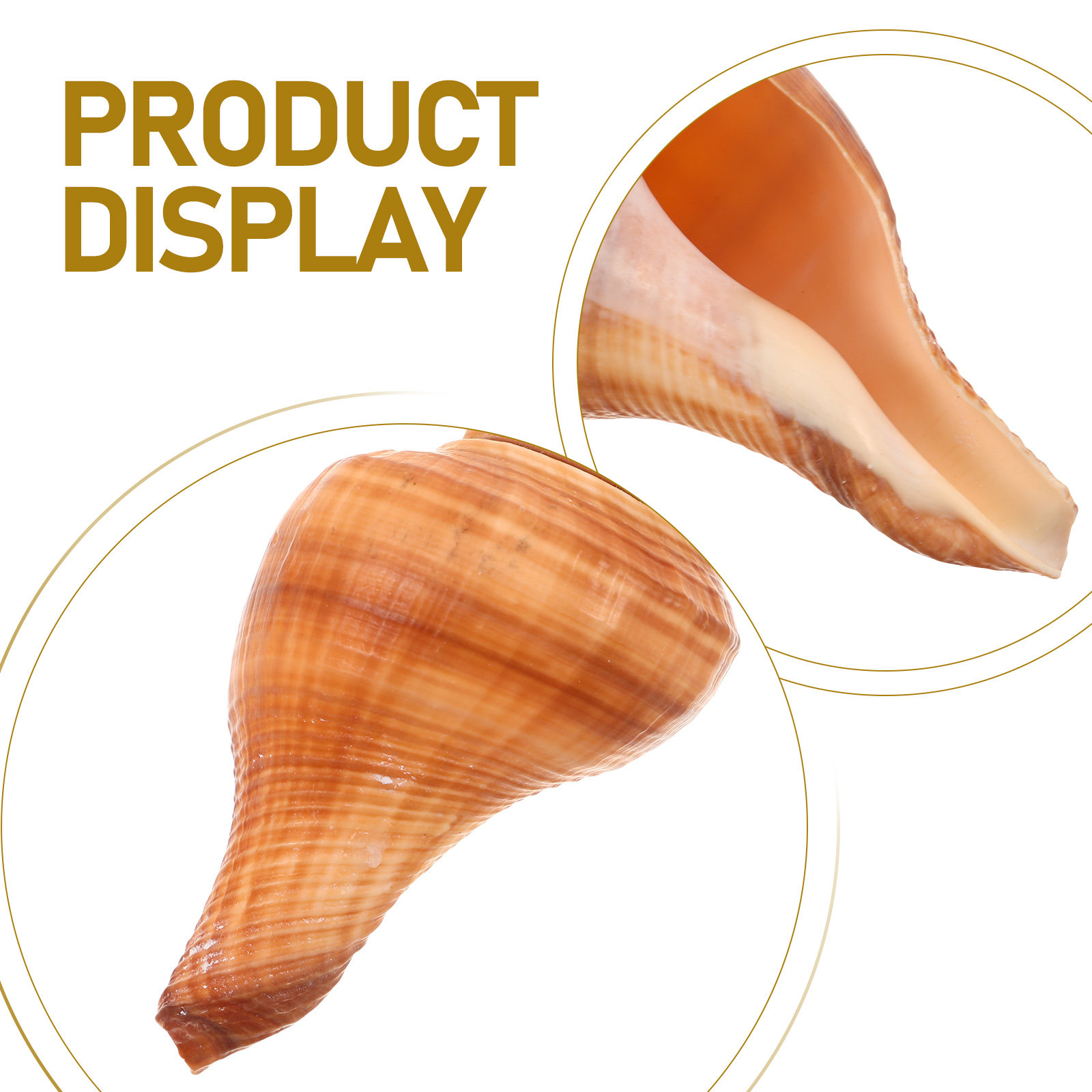 5Pcs Conch Whistle Natural Sea - مراجعة Outdoor Adventure Kids Party وسعره